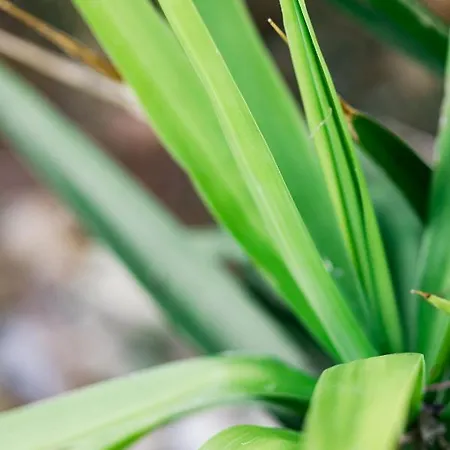 Du Macchione By Location-tourisme-corse Bastia (Corsica)