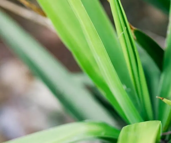 Du Macchione By Location-tourisme-corse Bastia (Corsica)